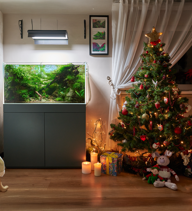 Keeping your aquarium healthy over the festive season
