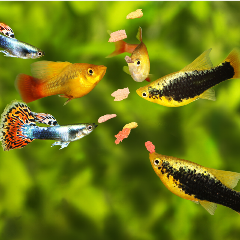 Maintaining good water quality - the key to happy, healthy fish