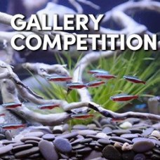 gallery_competition