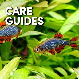 Care&Guides