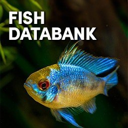 Fish Databank