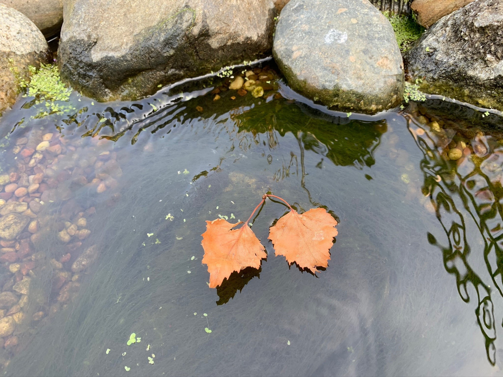 Autumn pond with leaf