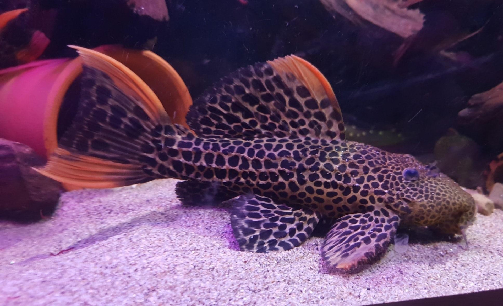 L-Plec fish