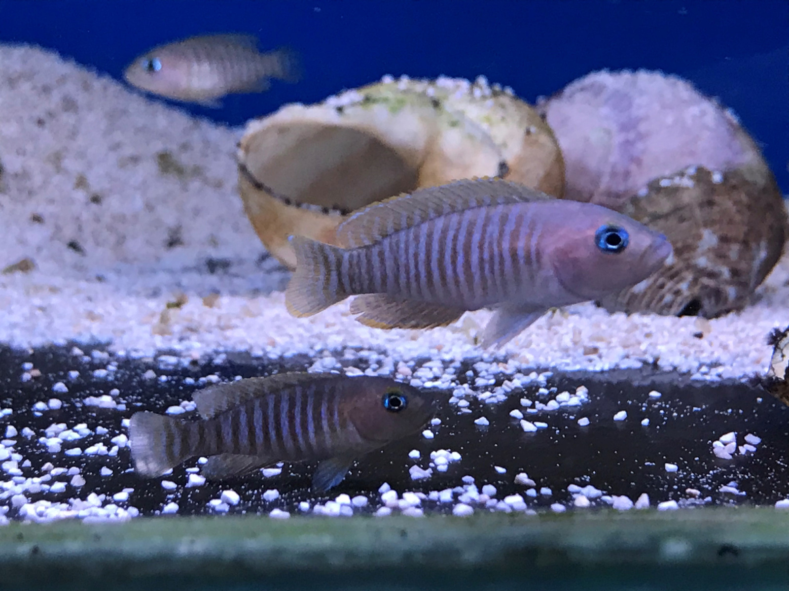 Neolamprologus multifasciatus fish