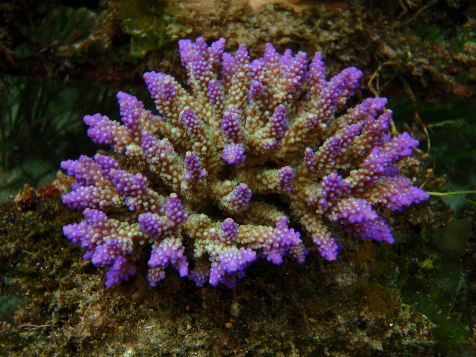 purple corals