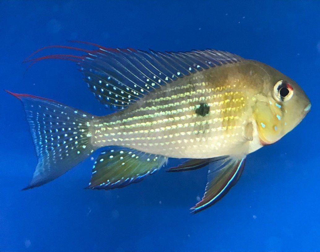 Threadfin AcaraAcarichthys heckelii