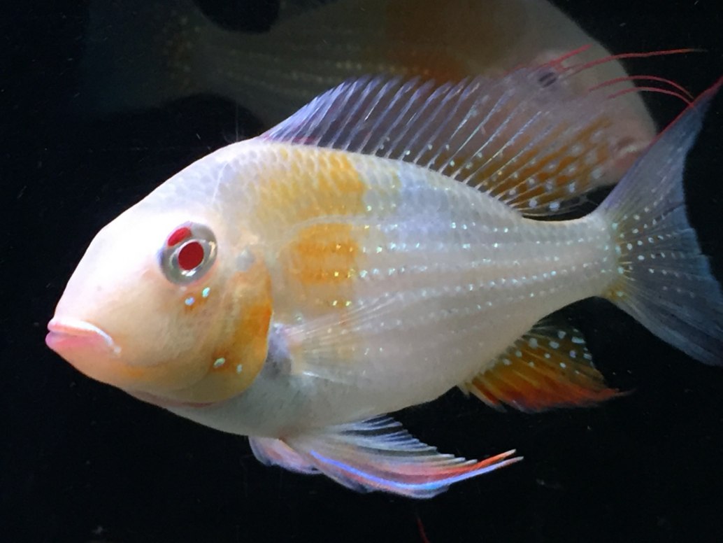 Threadfin AcaraAcarichthys heckelii