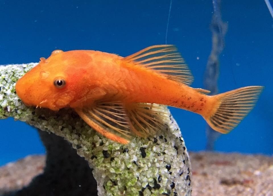 Bristlenose CatfishAncistrus