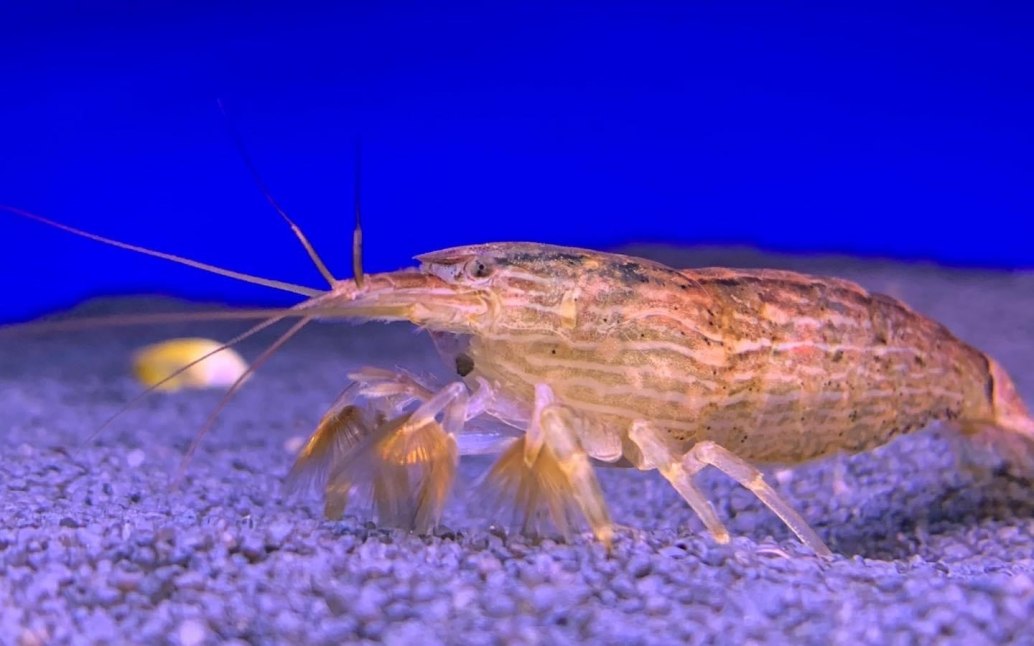 Bamboo ShrimpAtyopsis moluccensis