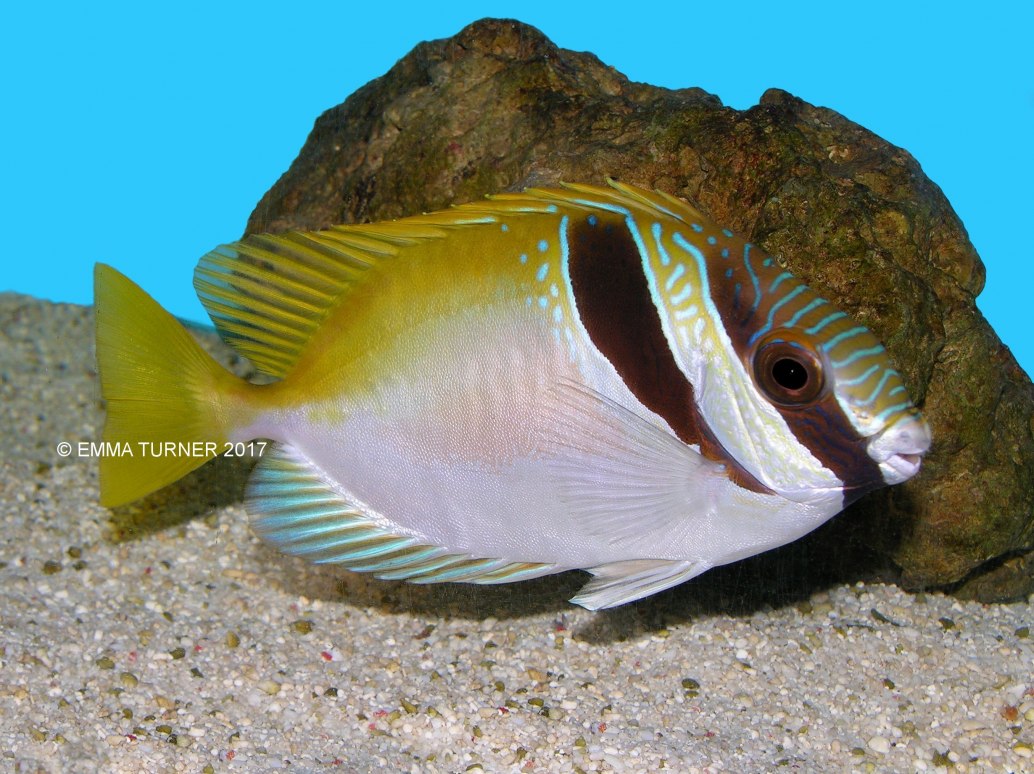 Masked rabbitfish Barhead Spinefoot-Siganus virgatus