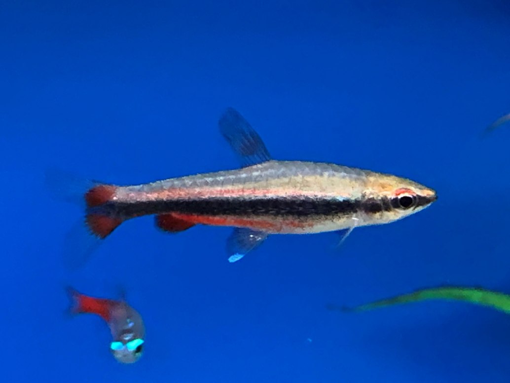 Beckford's/Golden PencilfishNannostomus beckfordi