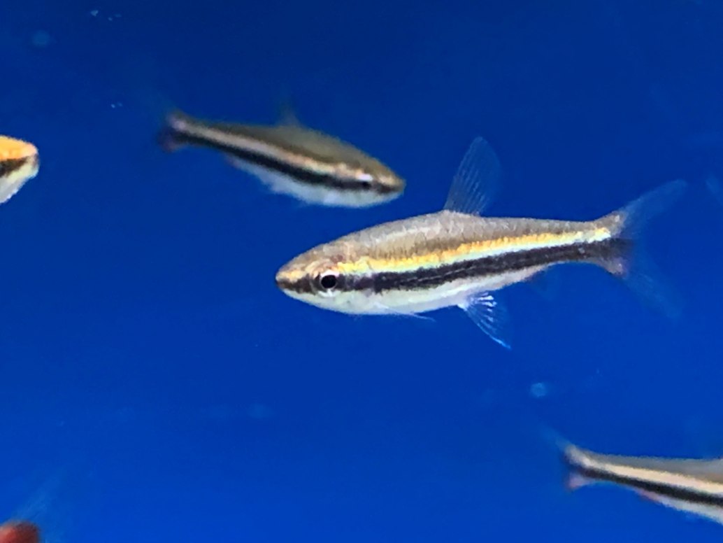 Beckford's/Golden PencilfishNannostomus beckfordi