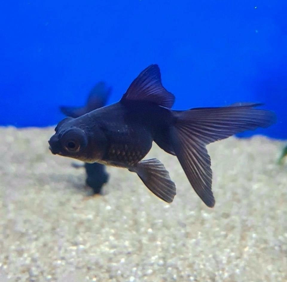 Black MoorCarassius auratus auratus