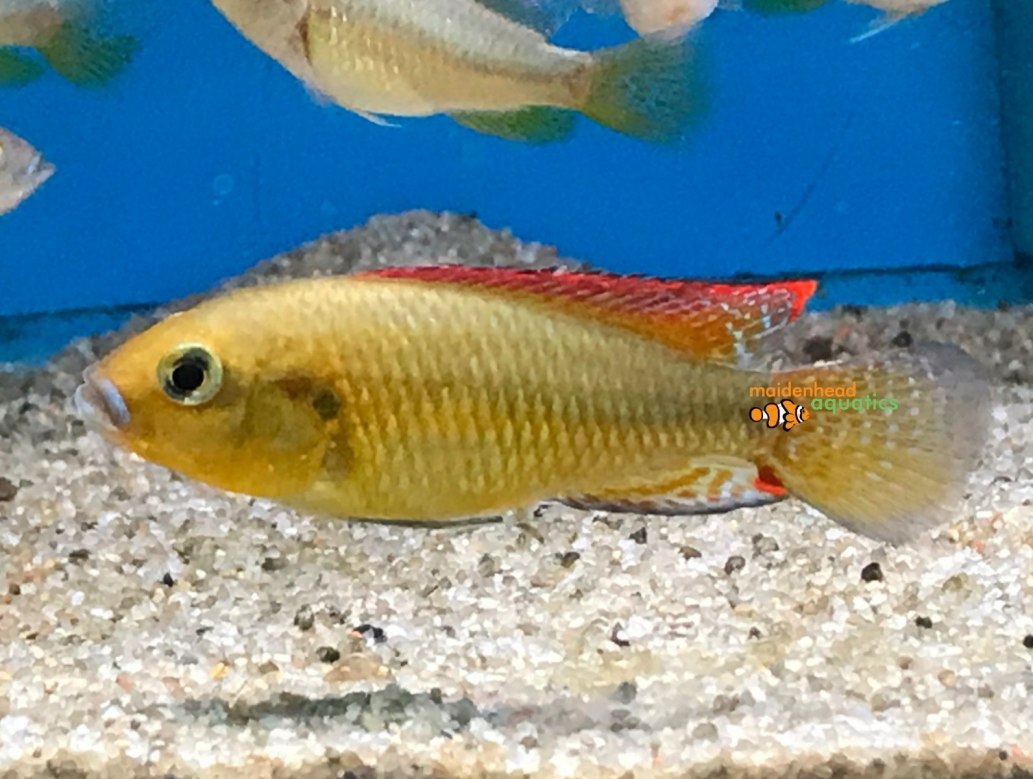 Bluelipped MouthbrooderPseudocrenilabrus multicolor victoriae