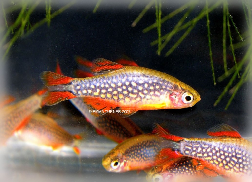 Celestial Pearl DanioDanio margaritatus