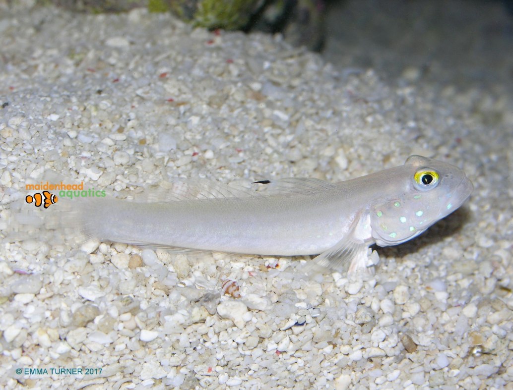 Chalk GobyValenciennea sexguttata