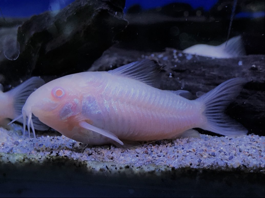 Albino Bronze CoryCorydoras aeneus albino