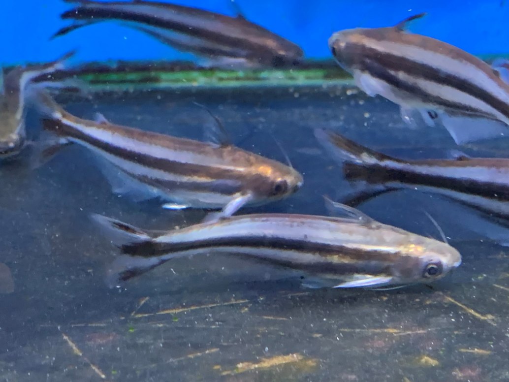 Debauwi/African Glass CatfishPareutropius buffei