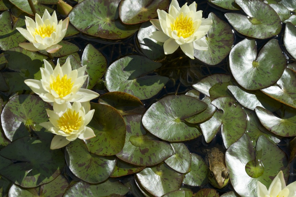 Dwarf Water LilyNymphaea pygmaea helvola