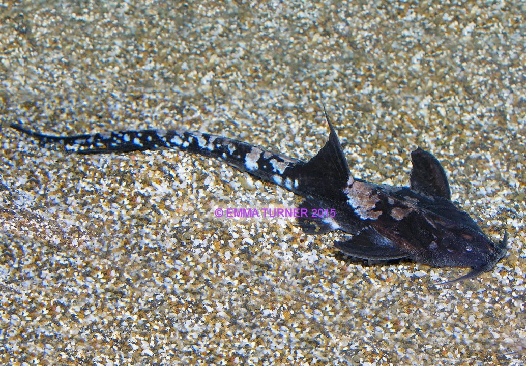 Eeltailed Banjo CatfishPlatystacus cotylephorus