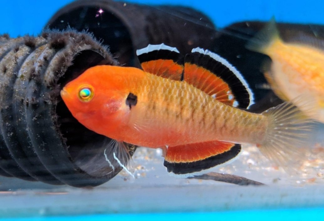 Empire GudgeonHypseleotris compressa