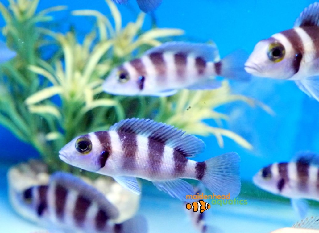 Fivebar CichlidNeolamprologus tretocephalus