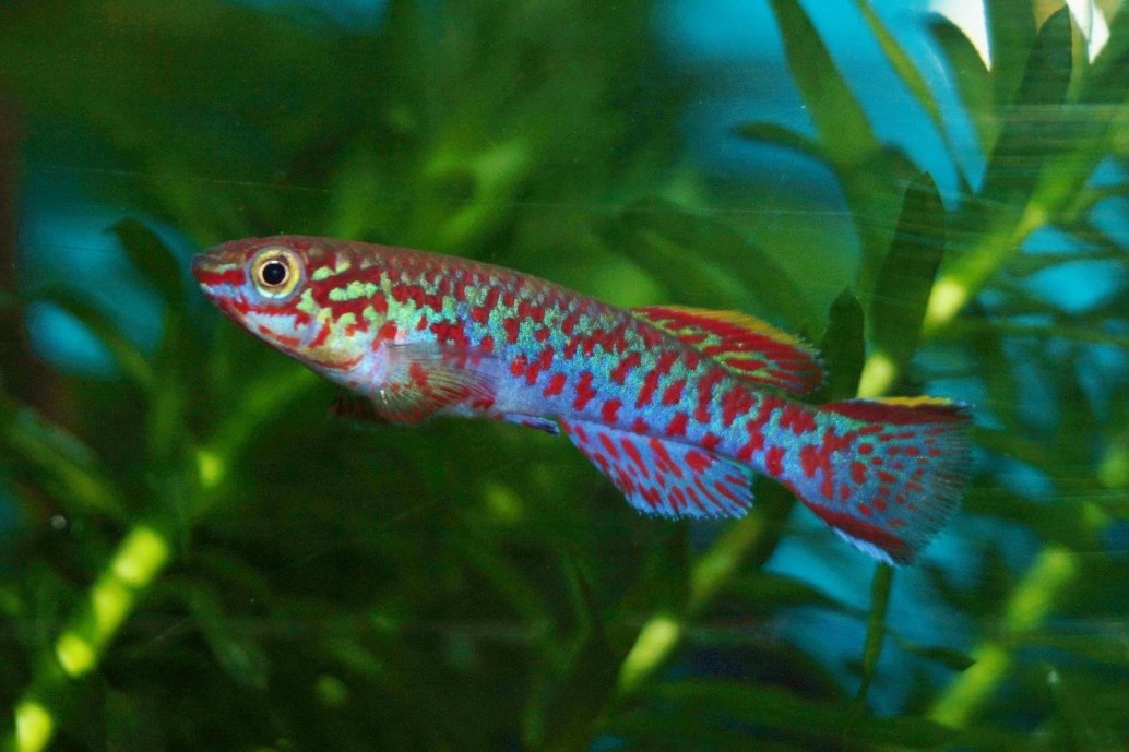 Steel Blue KillifishFundulopanchax gardneri