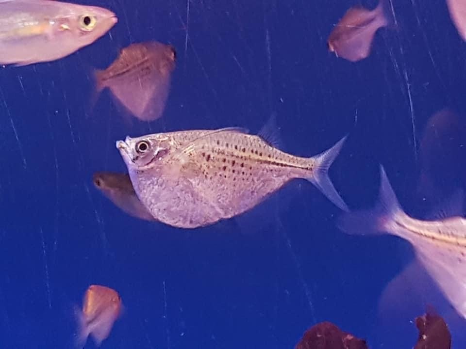 Spotted Silver HatchetfishGasteropelecus maculatus