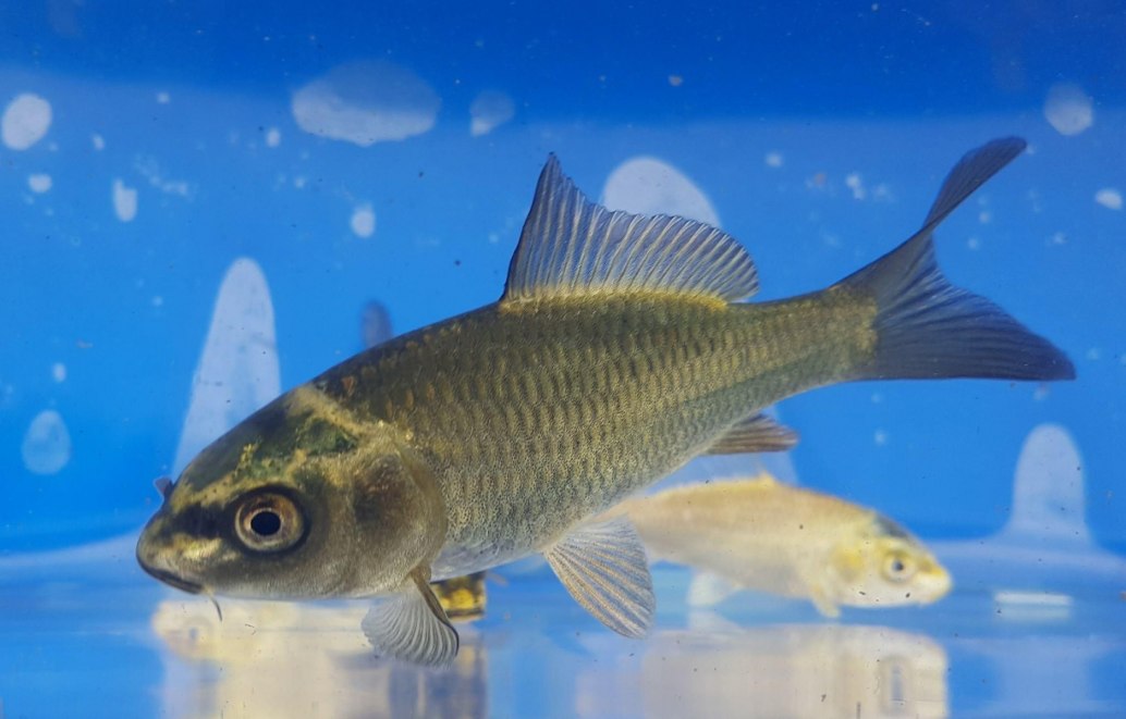 Ghost KoiCyprinus carpio hybrid