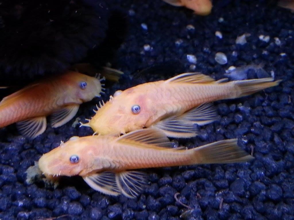 Bristlenose CatfishAncistrus