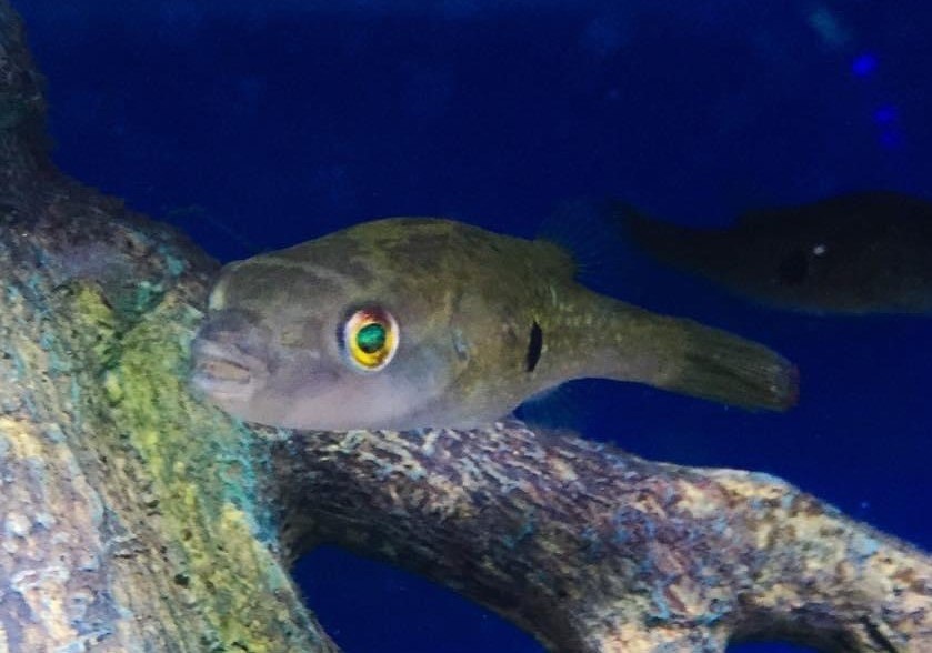 Fang's Puffer-Pao cochinchinensis