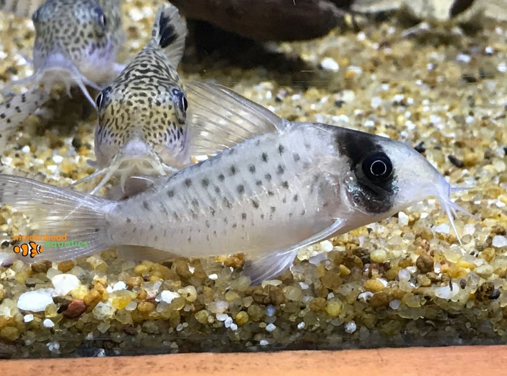 Long-nosed Fairy Cory-Corydoras sychri