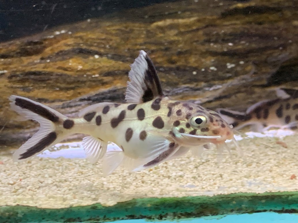 Cuckoo CatfishSynodontis multipunctatus