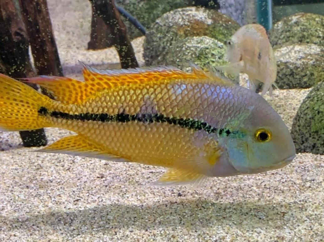 Nicaragua CichlidHypsophrys nicaraguensis