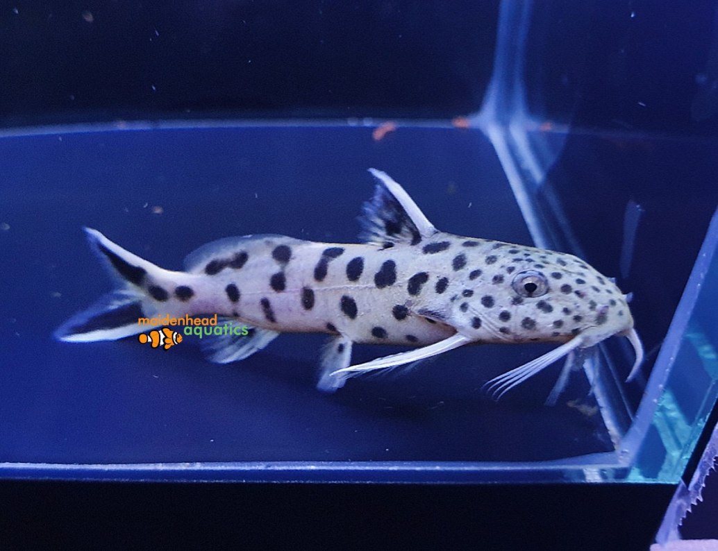 Petricola CatfishSynodontis petricola