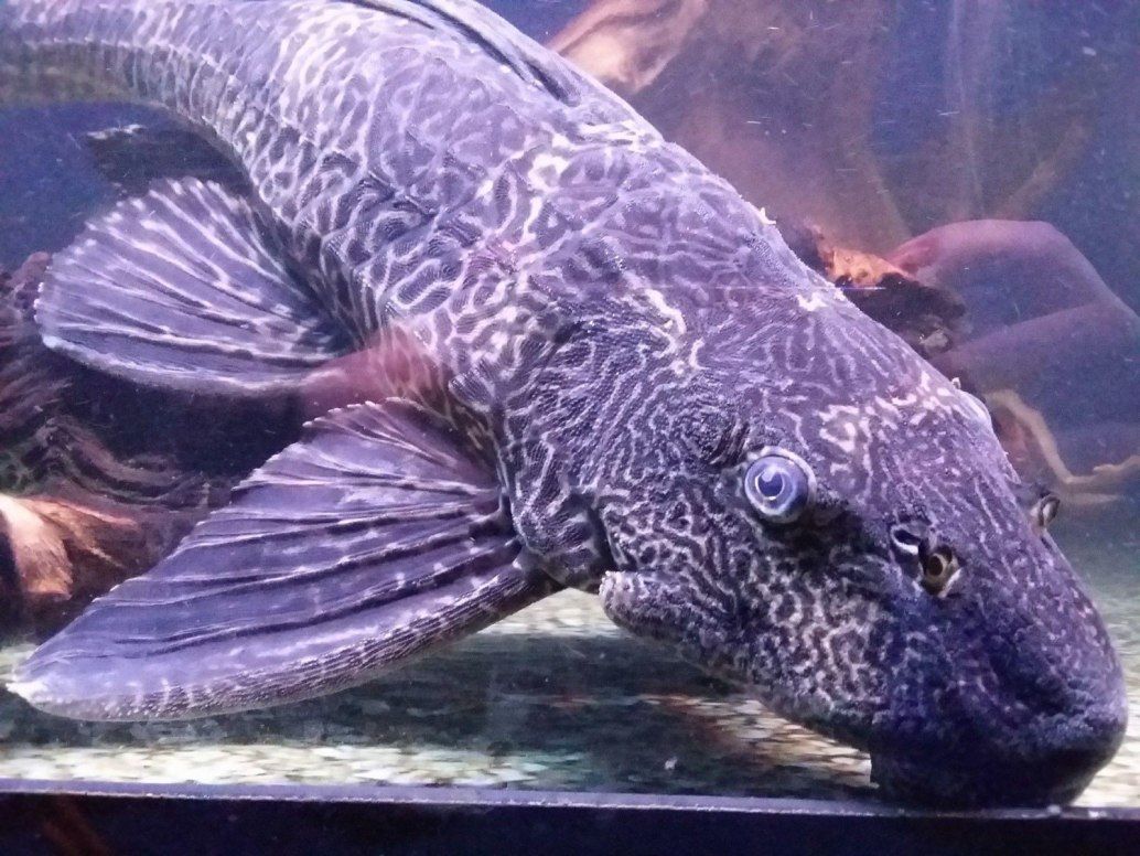 Common PlecPterygoplichthys pardalis