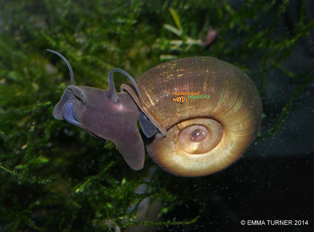 Pond SnailsLymnaeaPlanorbis