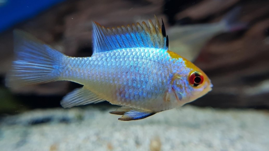Electric Blue RamMikrogeophagus ramirezi