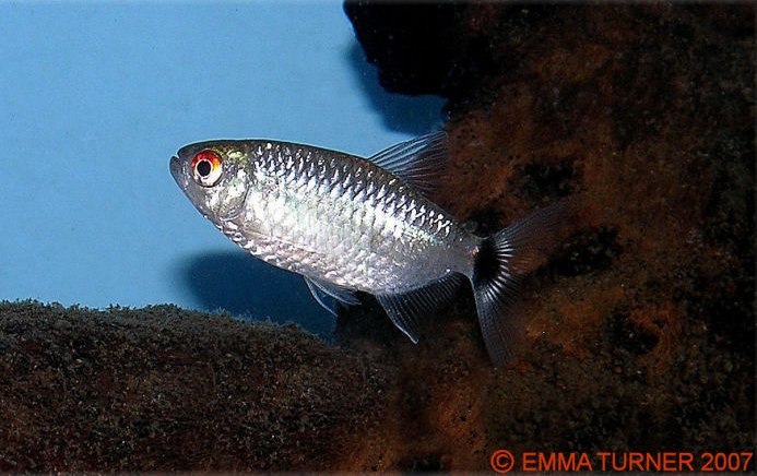 red eye tetra red eye tetra