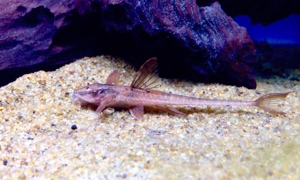Red Whiptail CatfishL010ARineloricaria