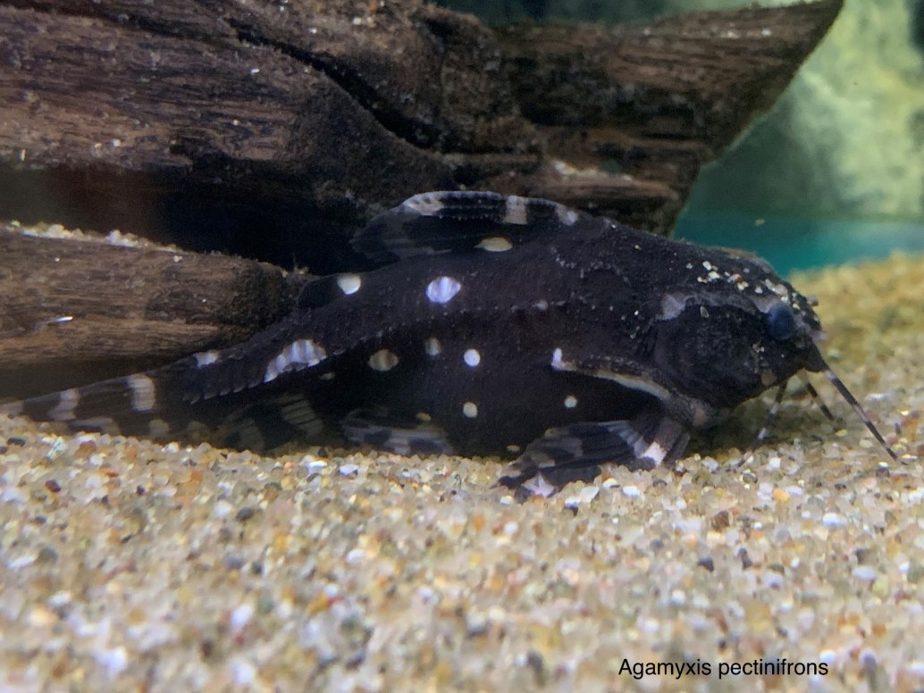 Spotted Talking CatfishAgamyxis pectinifrons