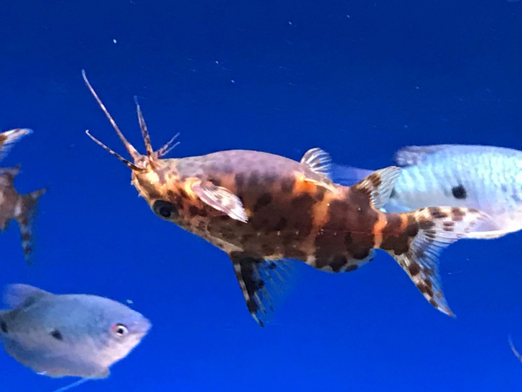 UpsideDown CatfishSynodontis nigriventris