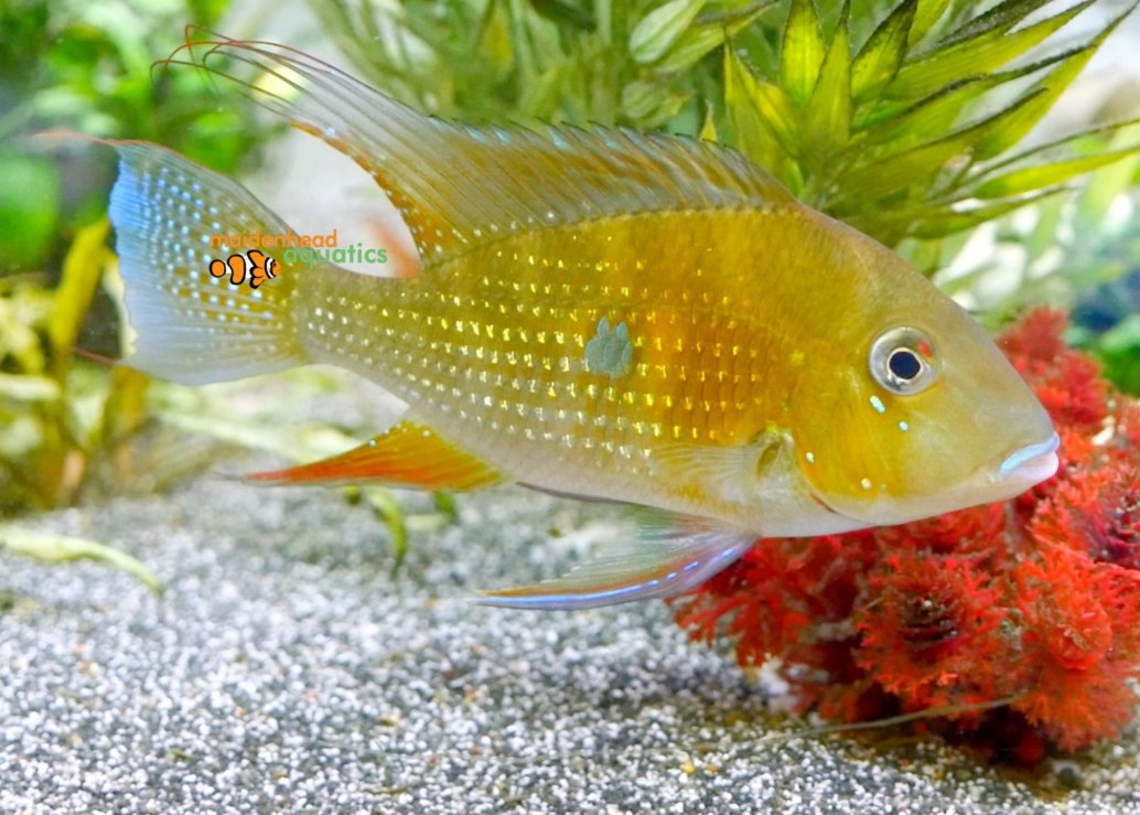 Threadfin AcaraAcarichthys heckelii