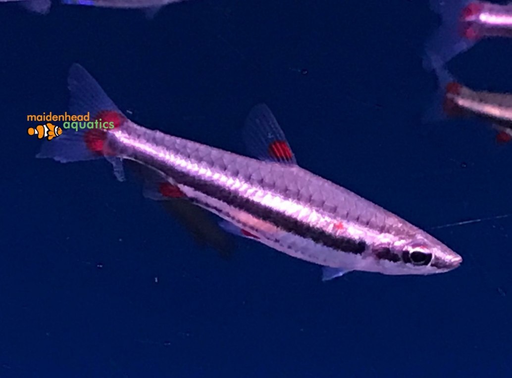 Threelined PencilfishNannostomus trifasciatus