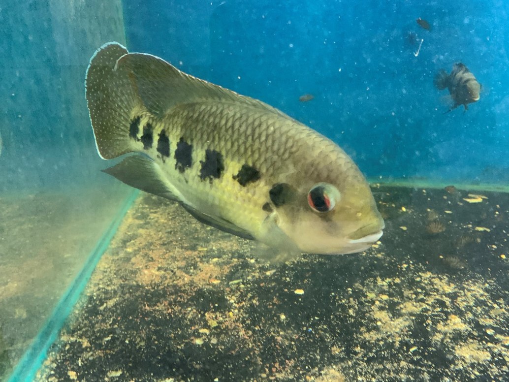 Spotted TilapiaPelmatolapia mariae