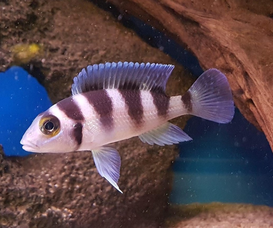 Fivebar CichlidNeolamprologus tretocephalus