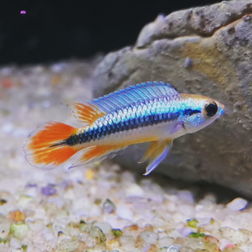 Agassiz's Apisto-Apistogramma agassizii
