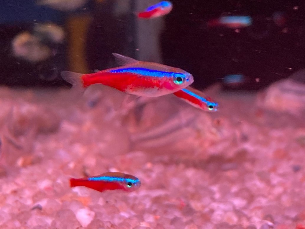 Cardinal TetraParacheirodon axelrodi