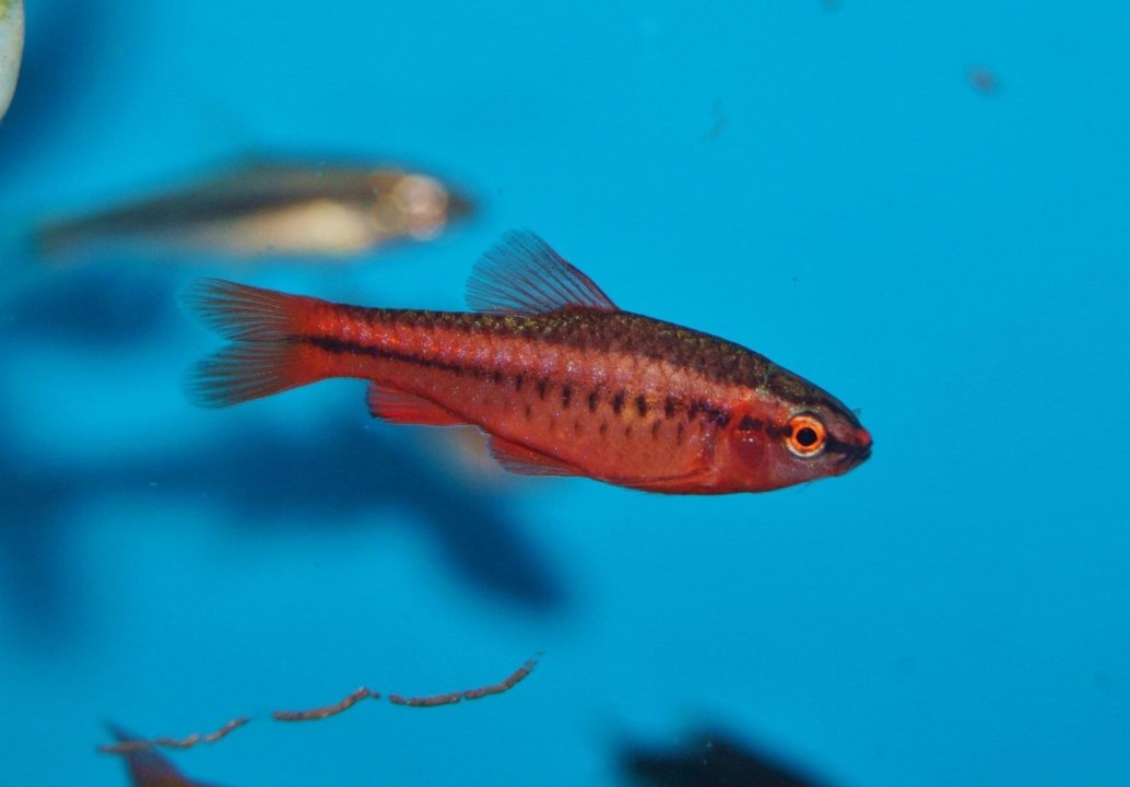 Cherry BarbRohanella titteya