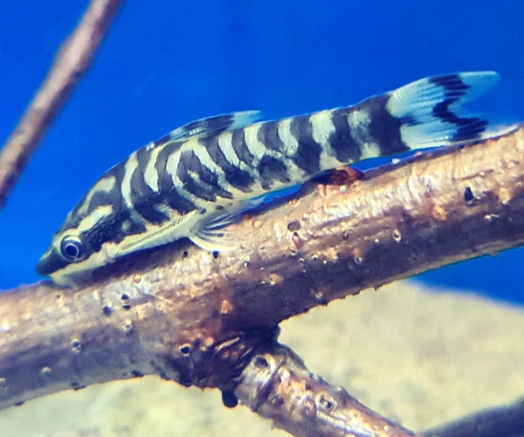 Zebra OtoOtocinclus cocama